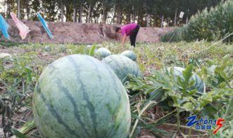 五一吃瓜网免费吃瓜51,免费瓜果盛宴来袭！